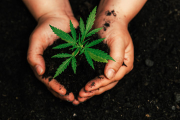 The second hand is carrying marijuana seedlings that will be planted in the soil the concept of loving the world.