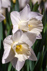 Fototapeta premium White Narcissus flowers with six petals and a yellow middle bloom in the spring