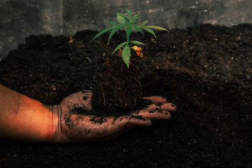 The second hand is carrying marijuana seedlings that will be planted in the soil the concept of loving the world.