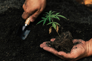 The second hand is carrying marijuana seedlings that will be planted in the soil the concept of loving the world.
