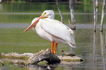 Pelican and Turtle