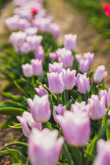 tulips field agriculture holland