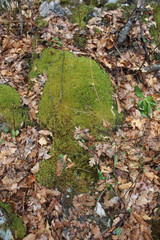 The ruins of an ancient stone fortress in forest on the Zlatibor mountain, Sljivovica, Serbia
