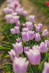 Fototapeta na wymiar tulips field agriculture holland
