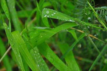dew on the grass