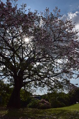 Tree Rose Pink Nature Landscape