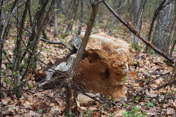 The ruins of an ancient stone fortress in forest on the Zlatibor mountain, Sljivovica, Serbia