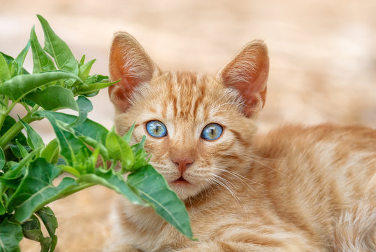 Cute red tabby baby cat kitten stares with wide blue eyes, portrait, Aegean island, Cyclades, Greece