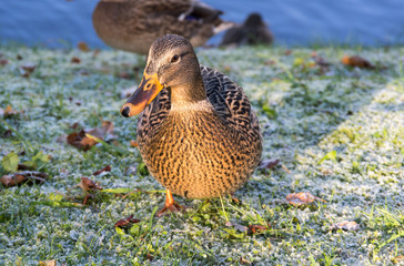 View of mallard ducks