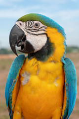 yellow parrot posing for the camera