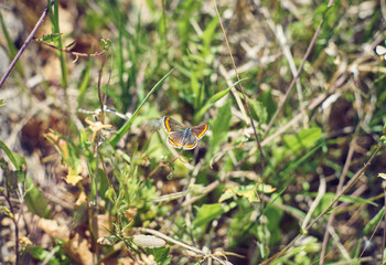 Naklejka na ściany i meble Little Butterfly perched on the grass
