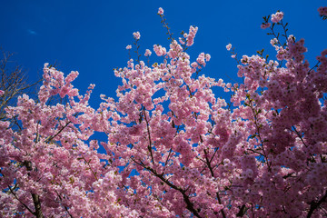 Fototapeta na wymiar Germany, Colorful pink cherrry blossom in sping season