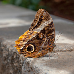 A moth taking a break from flitting and fluttering.  A butterfly’s antennae is club-shaped with a long shaft and a bulb at the end.  A moth’s antennae are feathery or saw-edged.