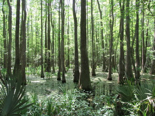 wetland forest in Savannah Georgia