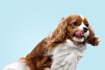 Spaniel puppy playing in studio. Cute doggy or pet is sitting isolated on blue background. The Cavalier King Charles. Negative space to insert your text or image. Concept of movement, animal rights.