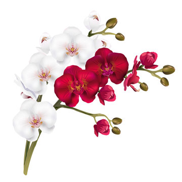 Red and white orchid flowers (Phalaenopsis). Realistic vector illustration on white background.