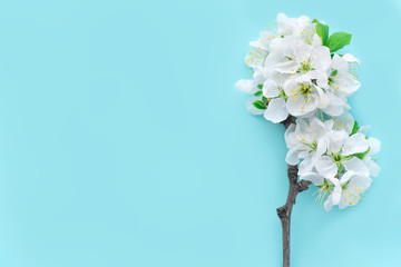 Flowers composition.  Spring cherry blossom brancheson blue background. Flat lay, top view.