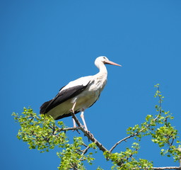 Storch im Baum