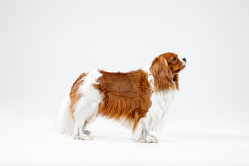 Spaniel puppy playing in studio. Cute doggy or pet is standing isolated on white background. The Cavalier King Charles. Negative space to insert your text or image. Concept of movement, animal rights.