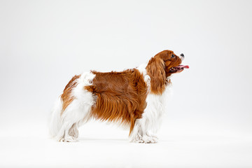 Spaniel puppy playing in studio. Cute doggy or pet is standing isolated on white background. The...