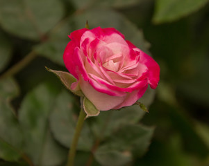 pink rose in garden