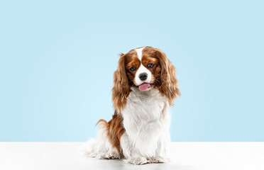 Spaniel puppy playing in studio. Cute doggy or pet is sitting isolated on blue background. The...