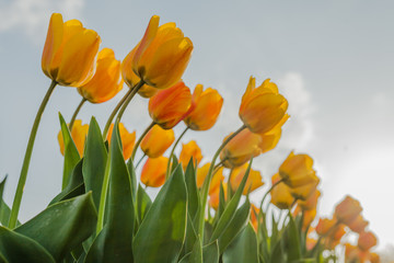 tulips field agriculture holland