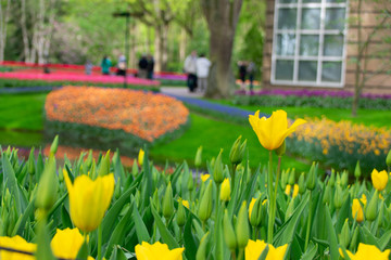 Obraz premium yellow daffodils in the garden