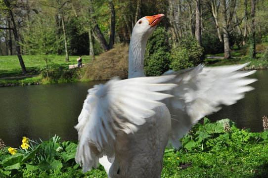 Eine wei&szlig;e Hausgans im Park mit ge&ouml;ffneten Fl&uuml;geln