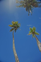 c&eacute;us de coqueiros