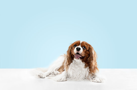 Spaniel puppy playing in studio. Cute doggy or pet is sitting isolated on blue background. The Cavalier King Charles. Negative space to insert your text or image. Concept of movement, animal rights.