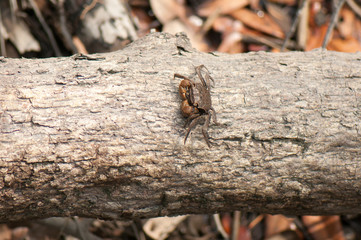 Fiddler crab on fallen log