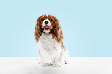 Spaniel puppy playing in studio. Cute doggy or pet is sitting isolated on blue background. The...