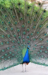Fotobehang Peacock with beautiful open tail © Vera