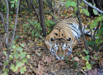 Bengal Tiger sleeping in forest. Wild animal in the nature habitat