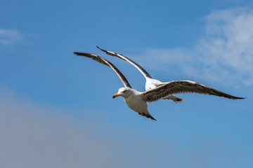 Mouettes de San Francisco
