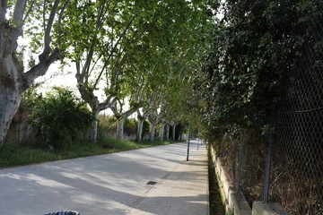 a road surrounded by trees