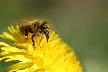 bee on a flower