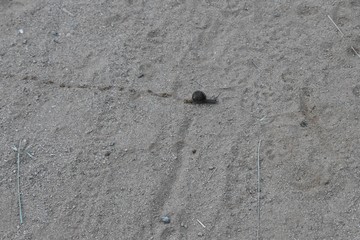 snail on the trail