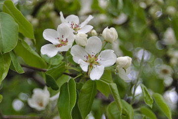 Flowering spring plants