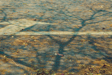 The shadow of the tree branches that ืno leaves in the summer of Thailand on the road floor at the parking car.