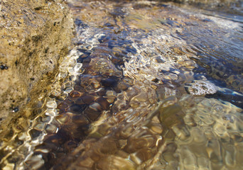 Marine vegetation and seafood stones under the clear water near the shore close-up.