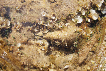 Marine vegetation and seafood stones under the clear water near the shore close-up.