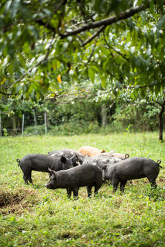 Pigs under an apple tree