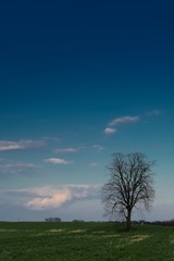 Obraz premium Der einzige Baum 🌳 