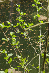 Donoperteich im Teutoburger Wald am Hermannsweg im Frühling und schön grün