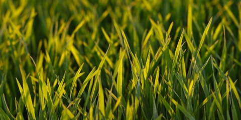 Green grass in sunset light for background