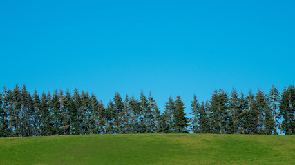 Green field city public park with row of tree and blue sky, City park. Row of Christmas pine trees. Forrest of green pine trees on mountainside
