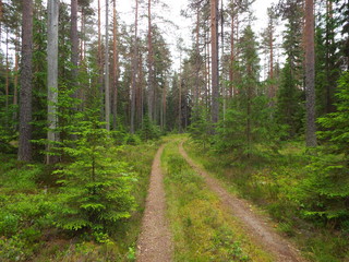road in the forest