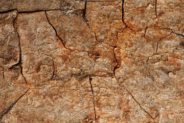 Brown structured bark textured detail